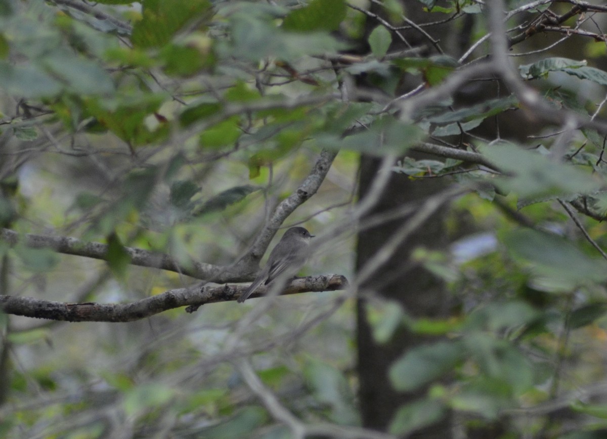Eastern Phoebe - ML643494482
