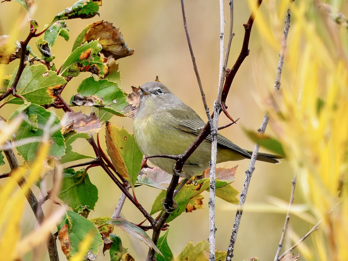 Orange-crowned Warbler - ML643494494