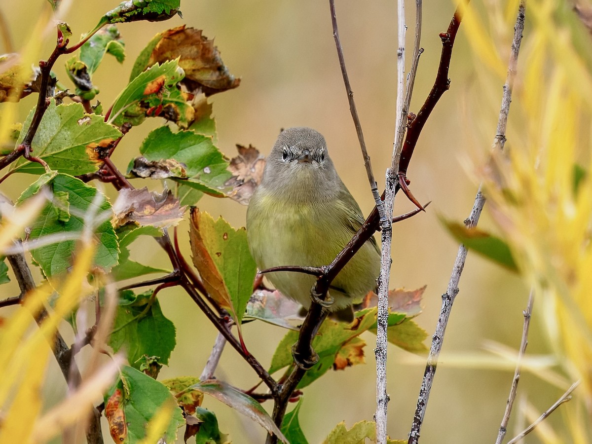 Orange-crowned Warbler - ML643494495