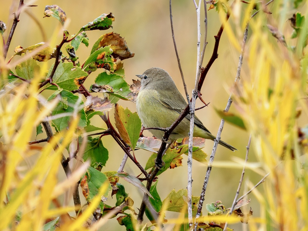 Orange-crowned Warbler - ML643494496