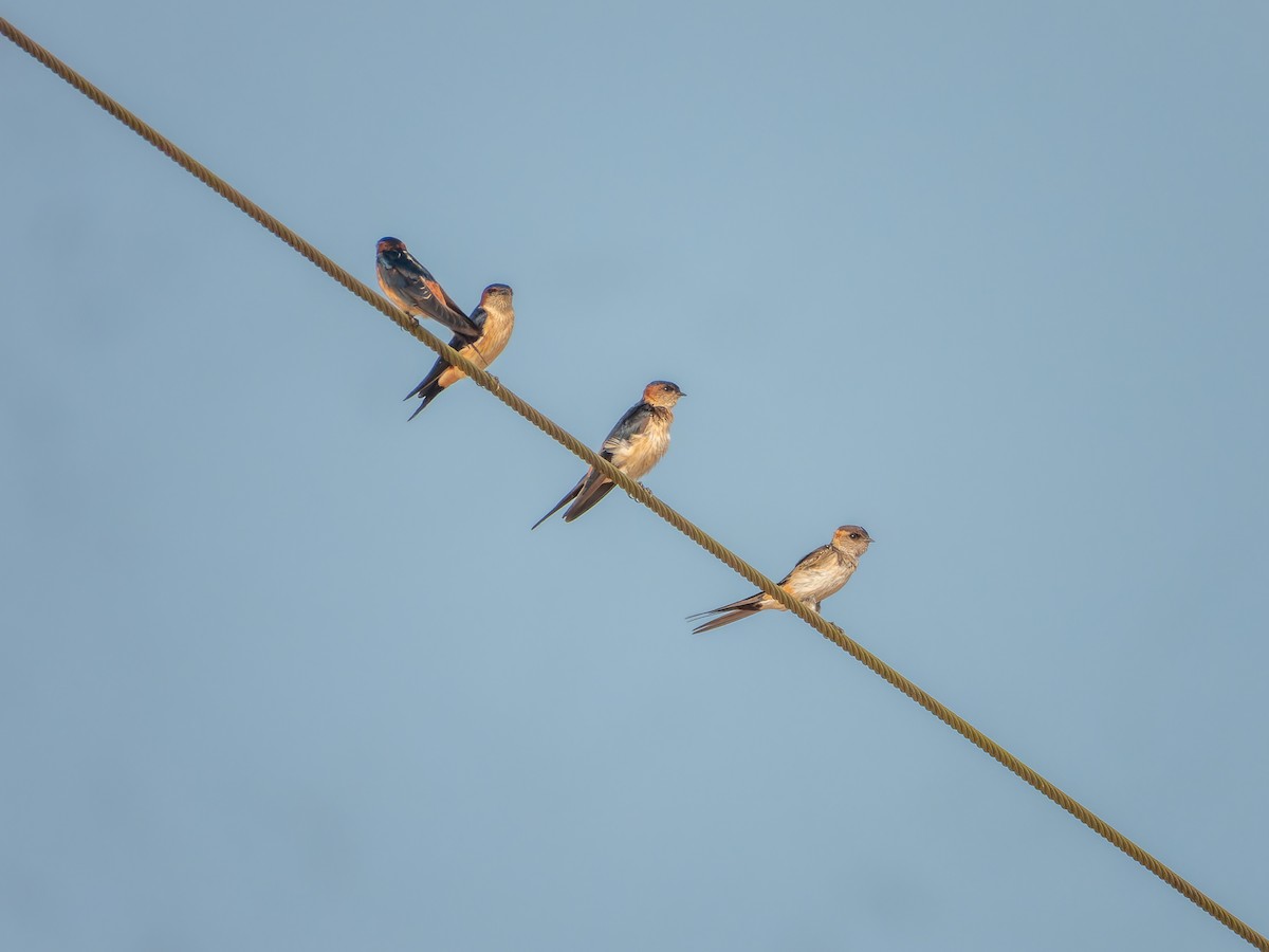 Eastern Red-rumped Swallow - ML643494497
