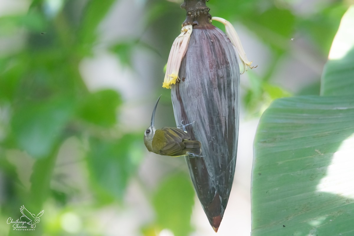 Little Spiderhunter - ML643494504