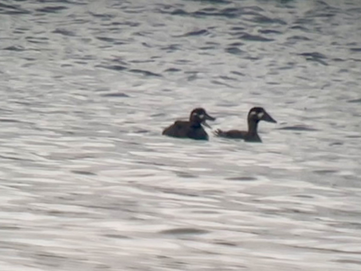 Surf Scoter - ML643494506