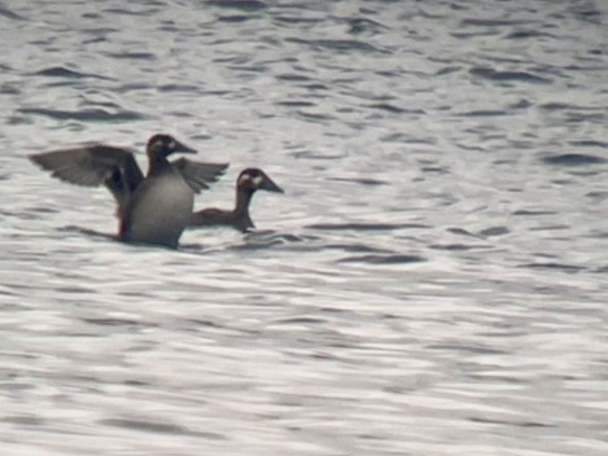 Surf Scoter - ML643494507