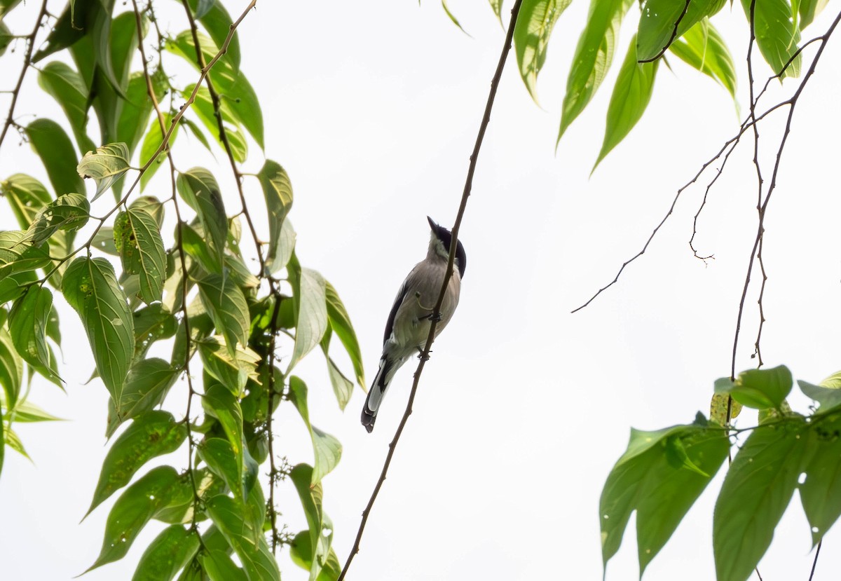Bar-winged Flycatcher-shrike - ML643494513