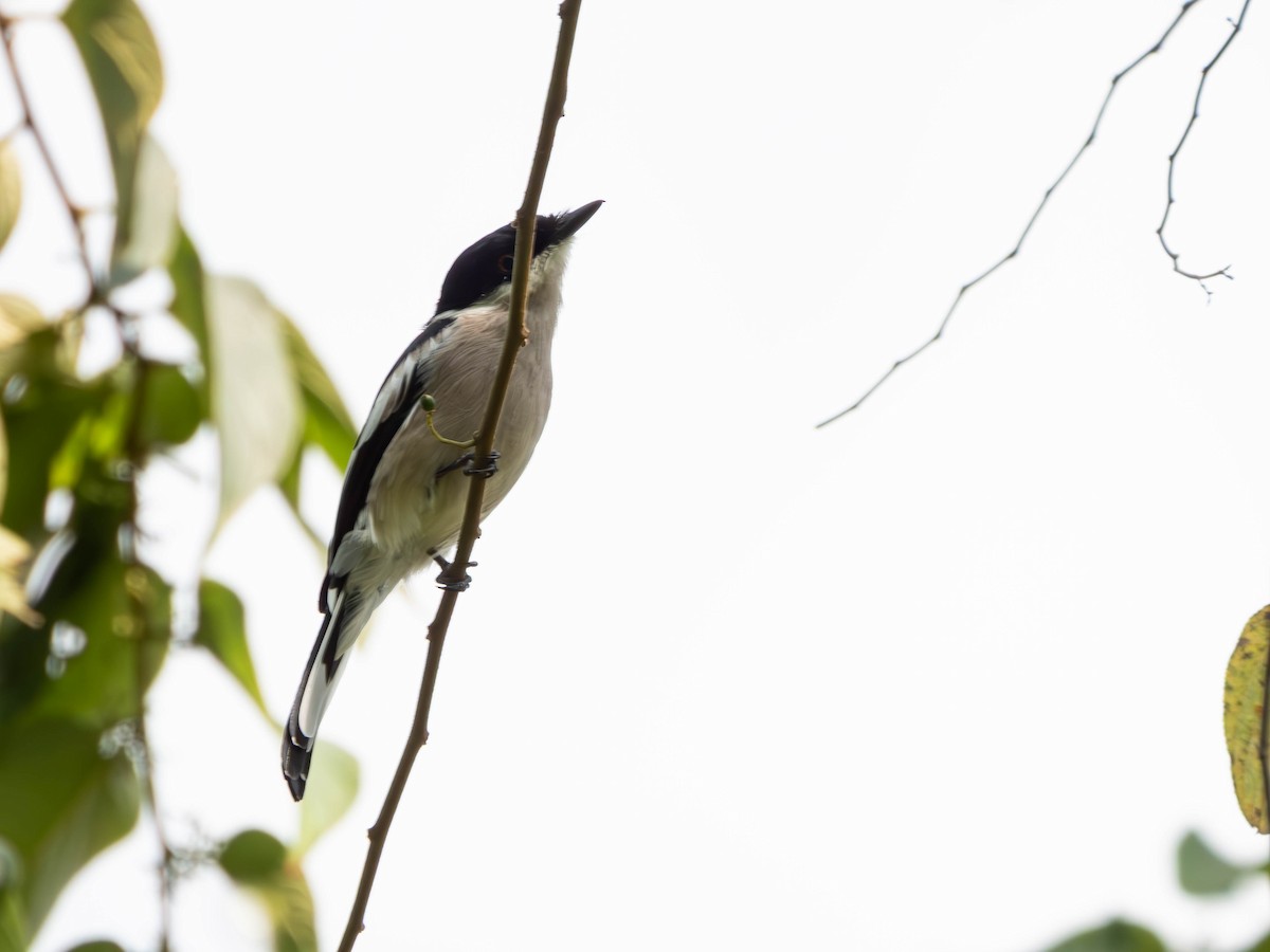 Bar-winged Flycatcher-shrike - ML643494514
