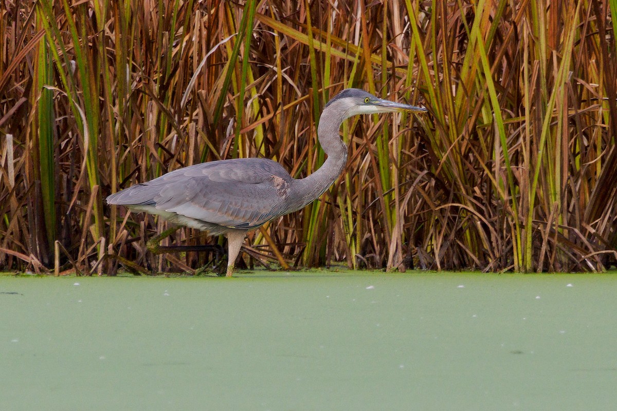 Great Blue Heron (Great Blue) - ML643494515