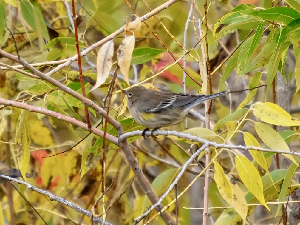 Yellow-rumped Warbler - ML643494518