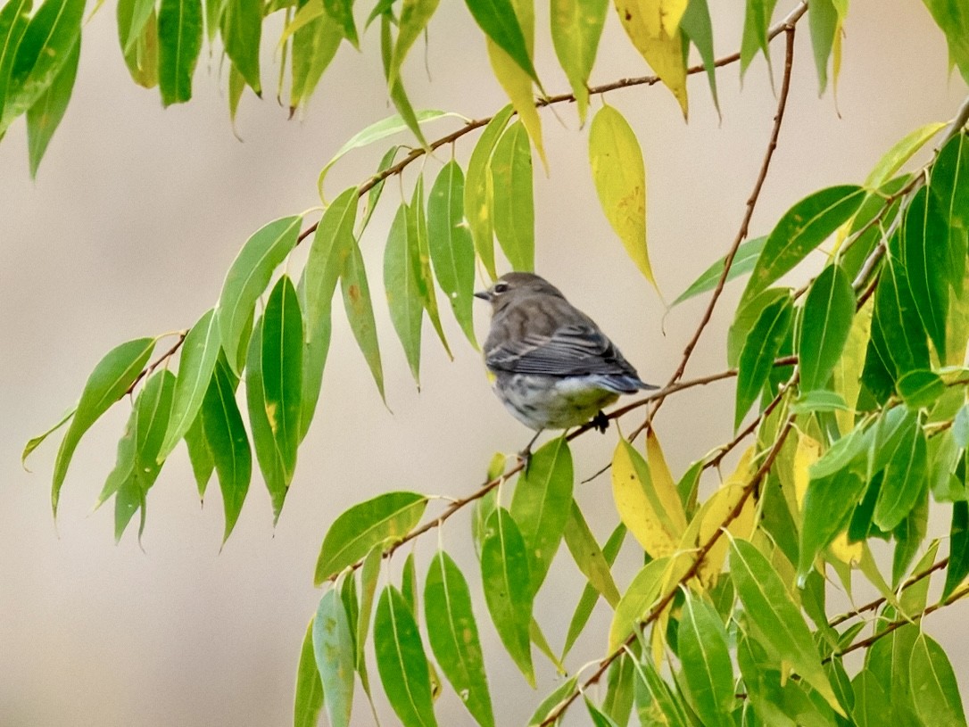 Yellow-rumped Warbler - ML643494519