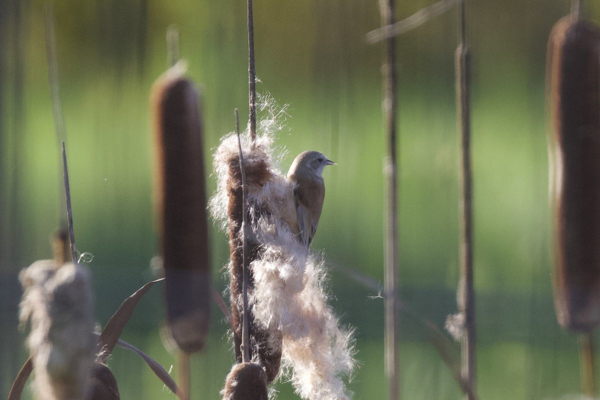 Dilindari eurasiarra - ML643494520