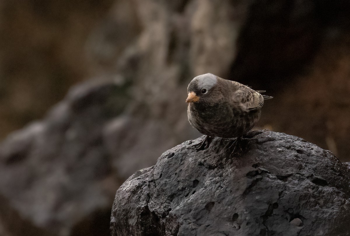 Black Rosy-Finch - ML643494527