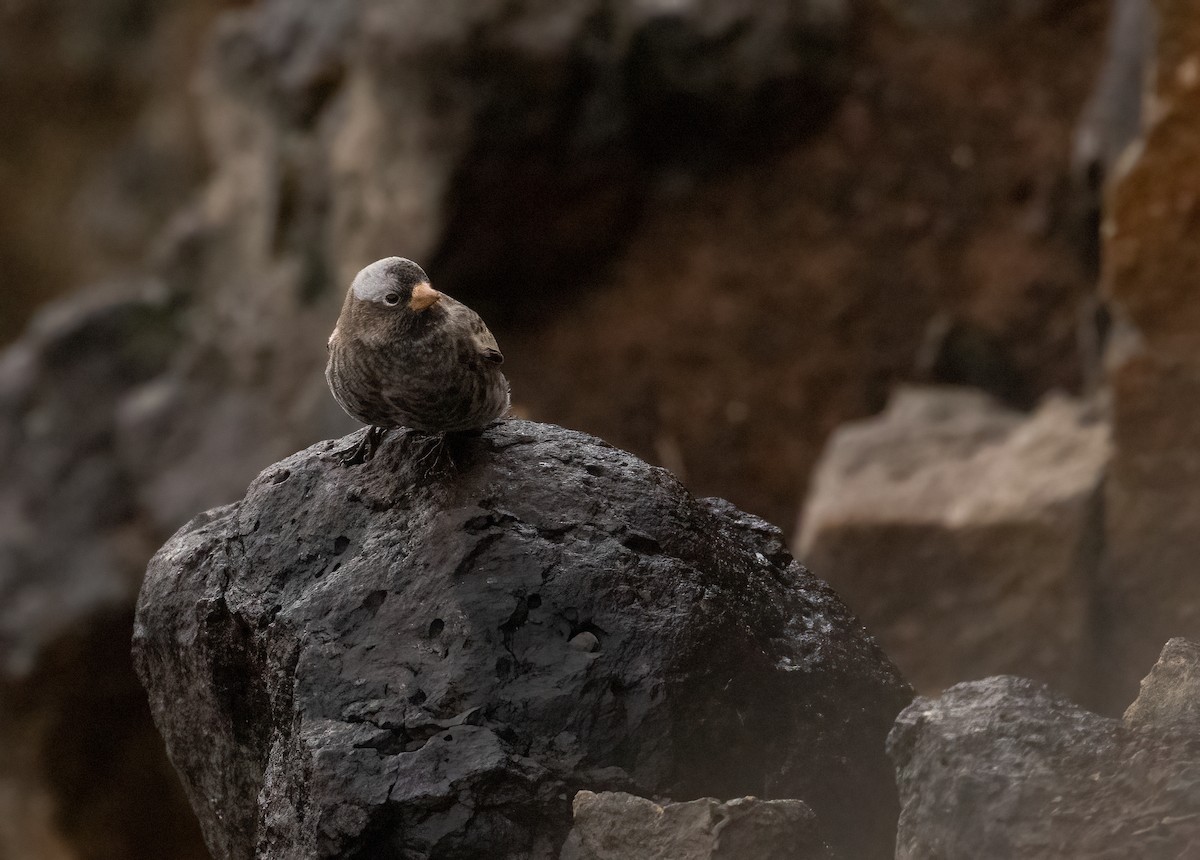 Black Rosy-Finch - ML643494532