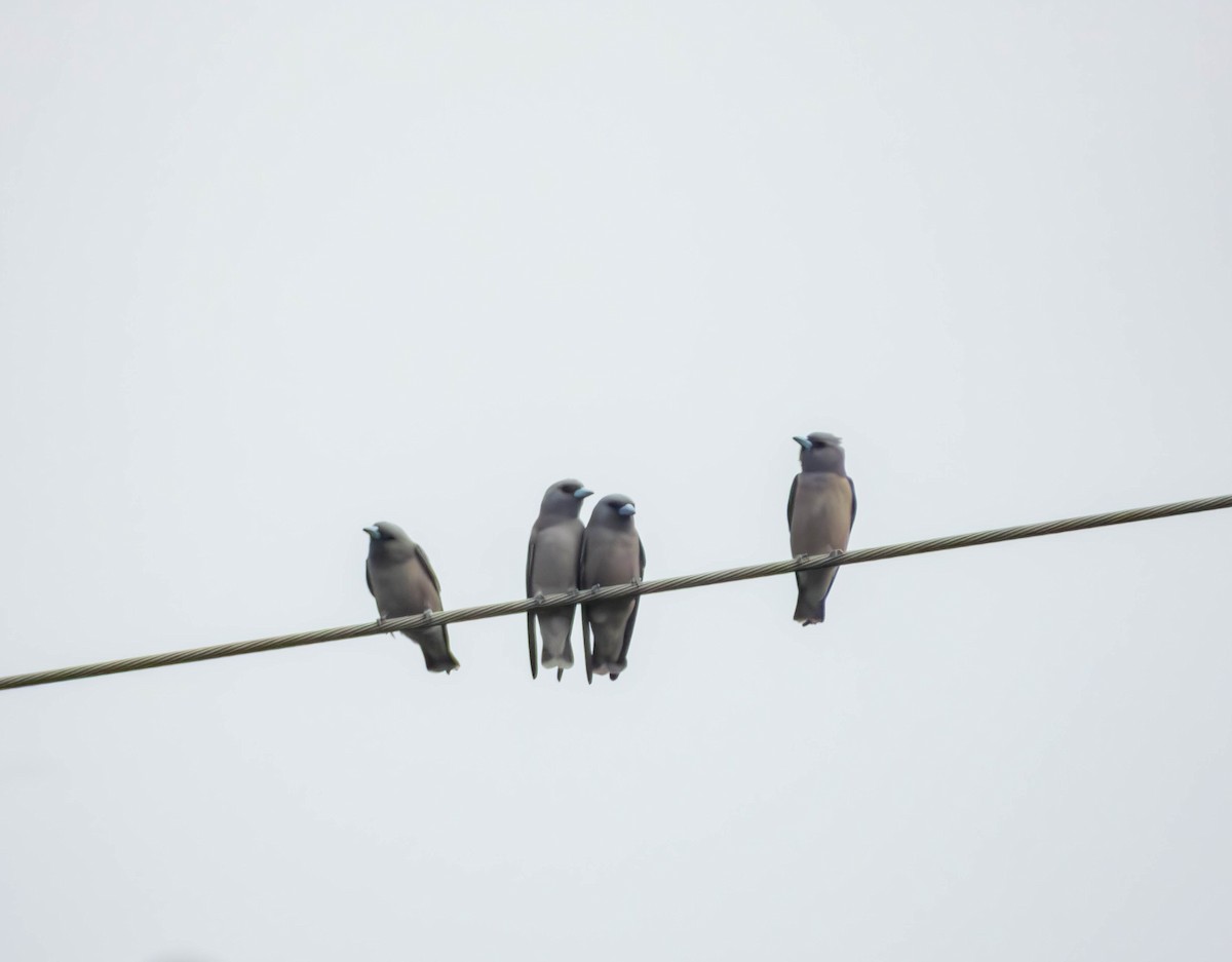 Ashy Woodswallow - ML643494555