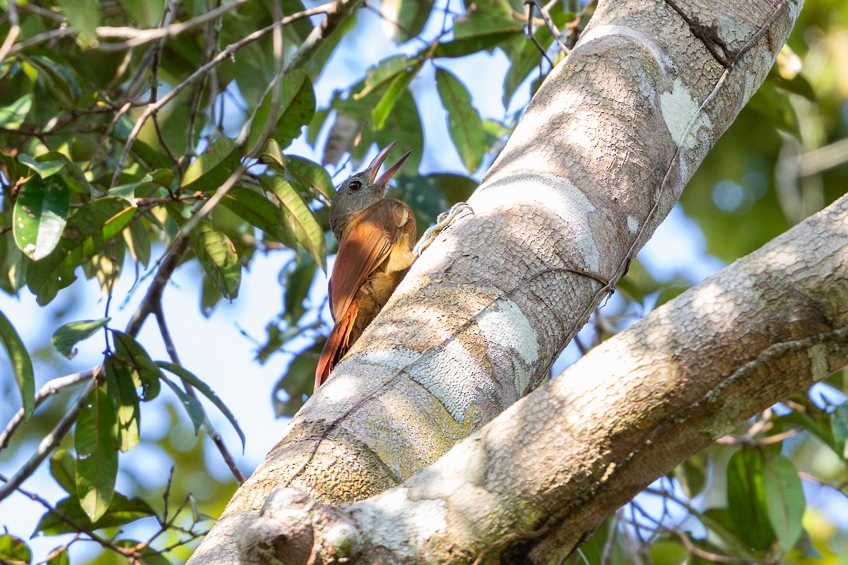 Uniform Woodcreeper - ML643494556