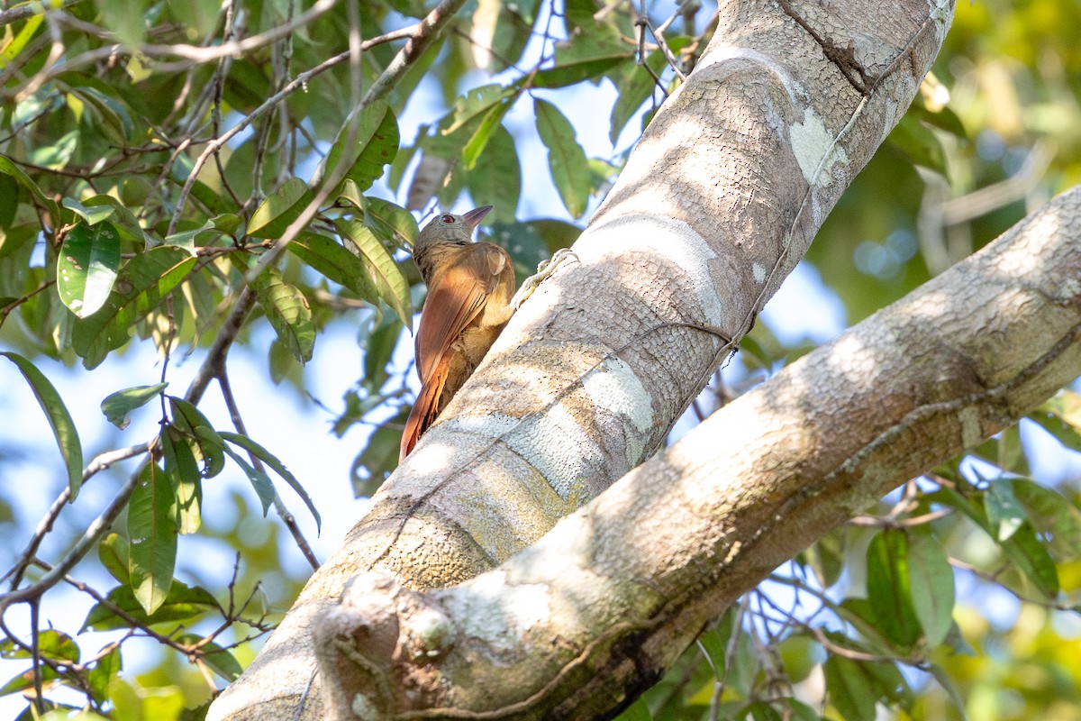 Uniform Woodcreeper - ML643494557