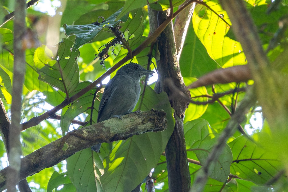 Mouse-colored Antshrike - ML643494562