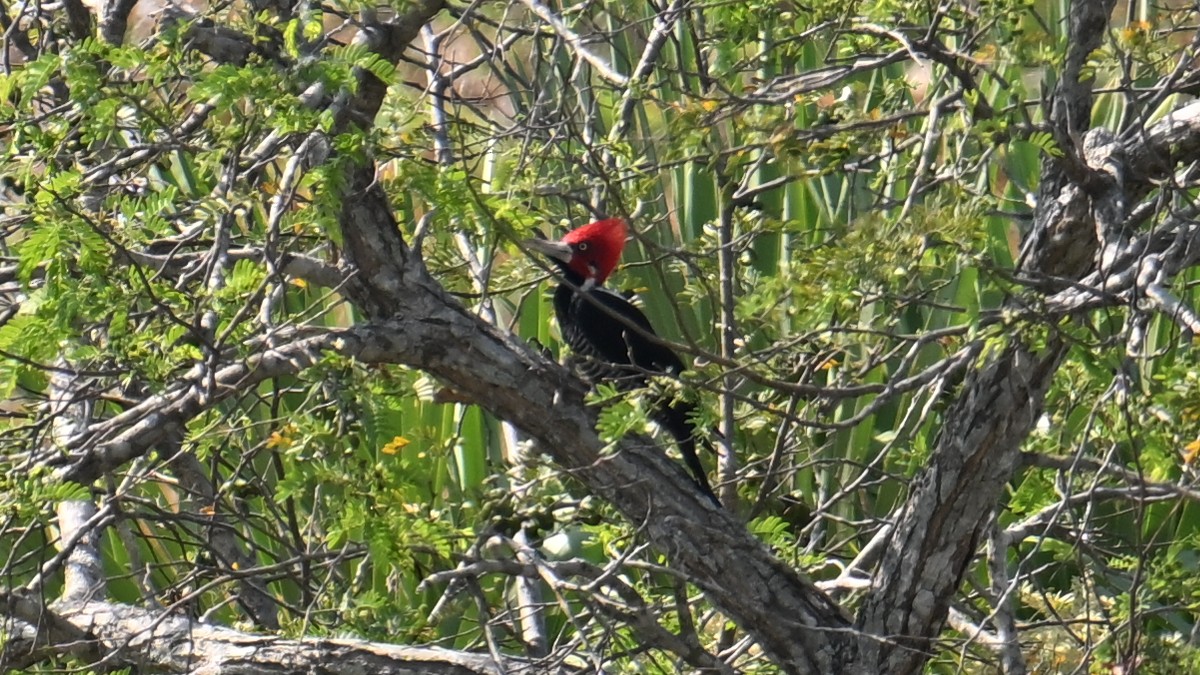 Crimson-crested Woodpecker - ML643494570