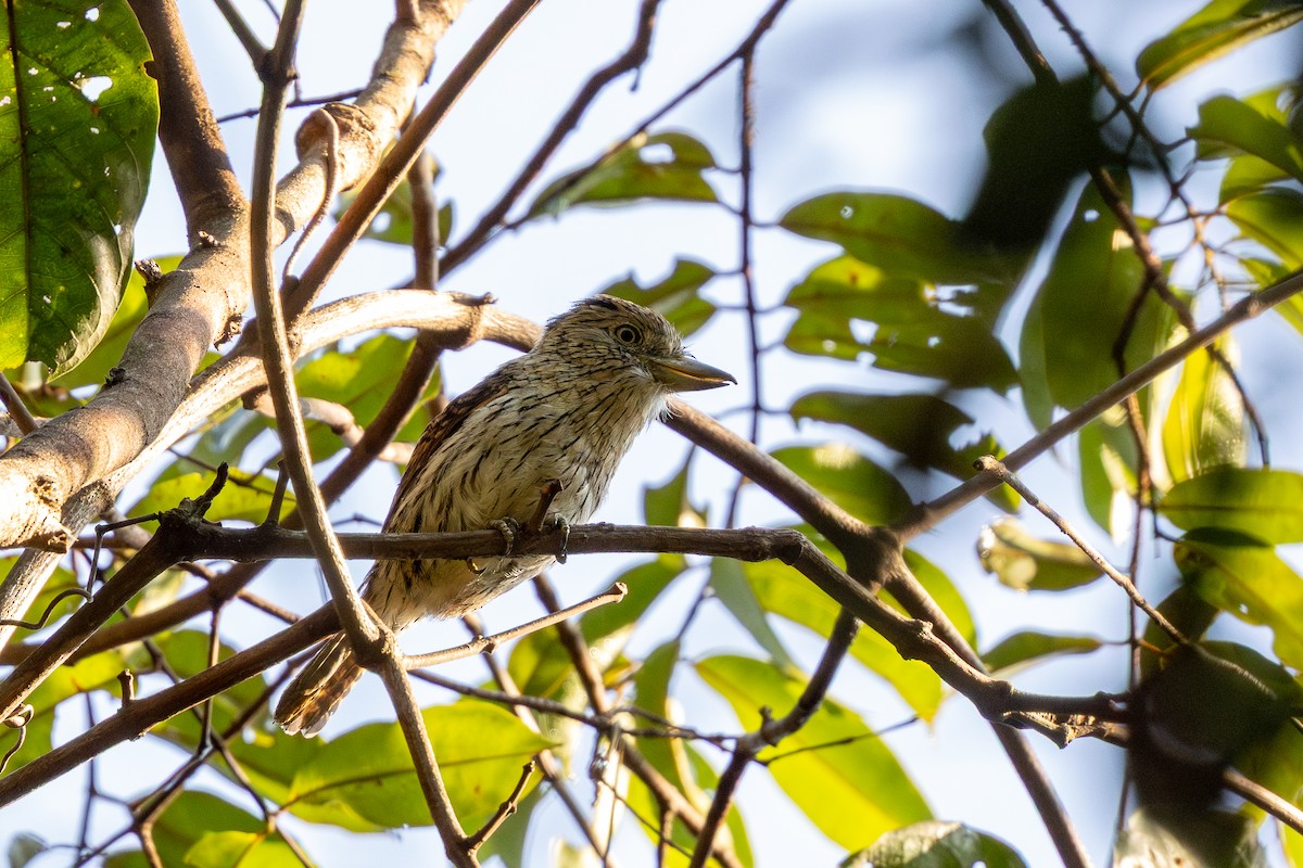 Eastern Striolated-Puffbird (Natterer's) - ML643494571