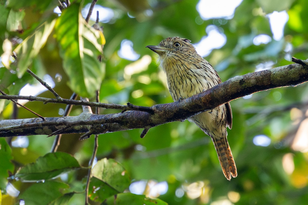 Eastern Striolated-Puffbird (Natterer's) - ML643494572