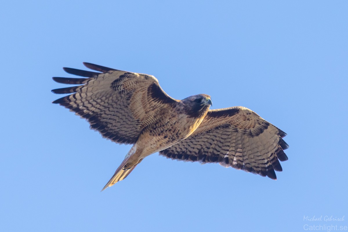 Red-tailed Hawk - ML643494584