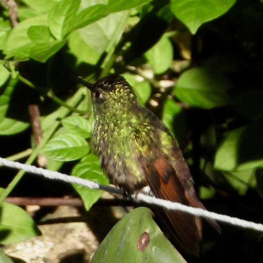Berylline Hummingbird - ML643494596