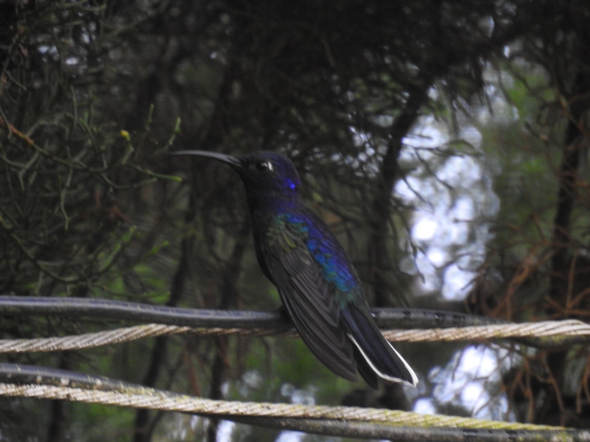 Colibrí Morado - ML643494599