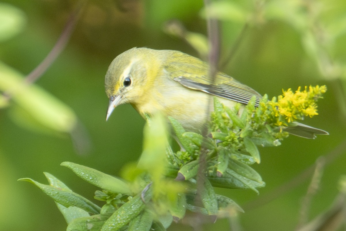 Tennessee Warbler - ML643494603