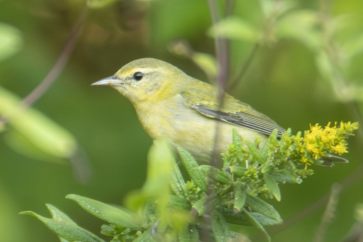 Tennessee Warbler - ML643494604