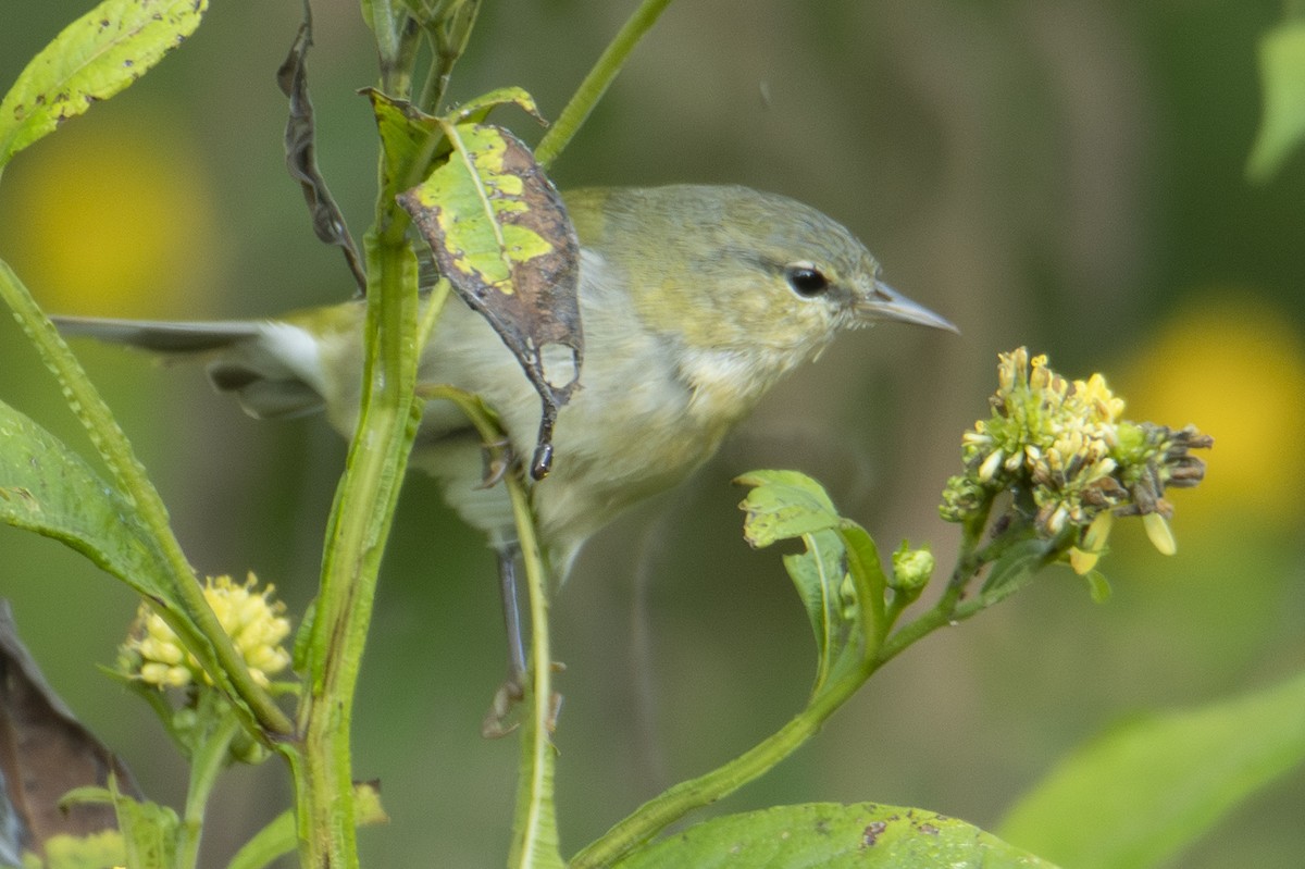 Tennessee Warbler - ML643494605