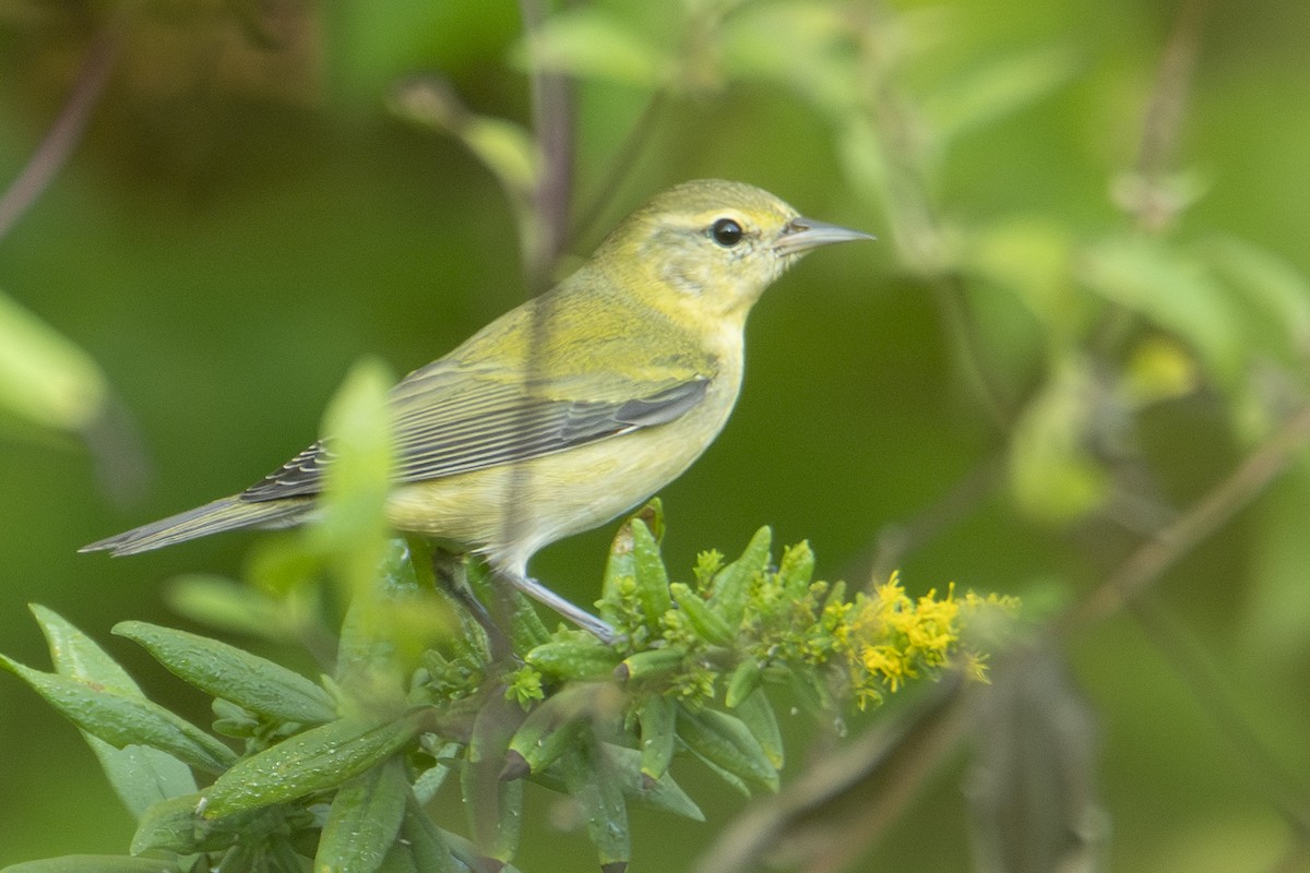 Tennessee Warbler - ML643494606