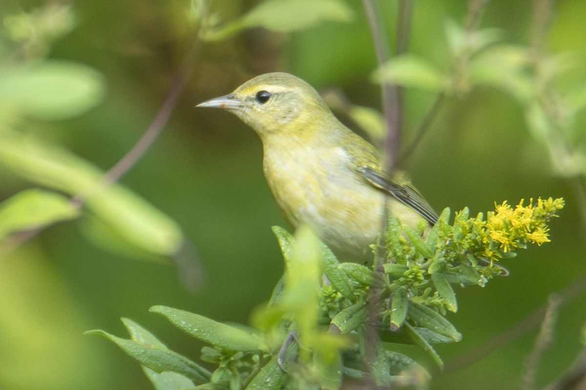 Tennessee Warbler - ML643494607