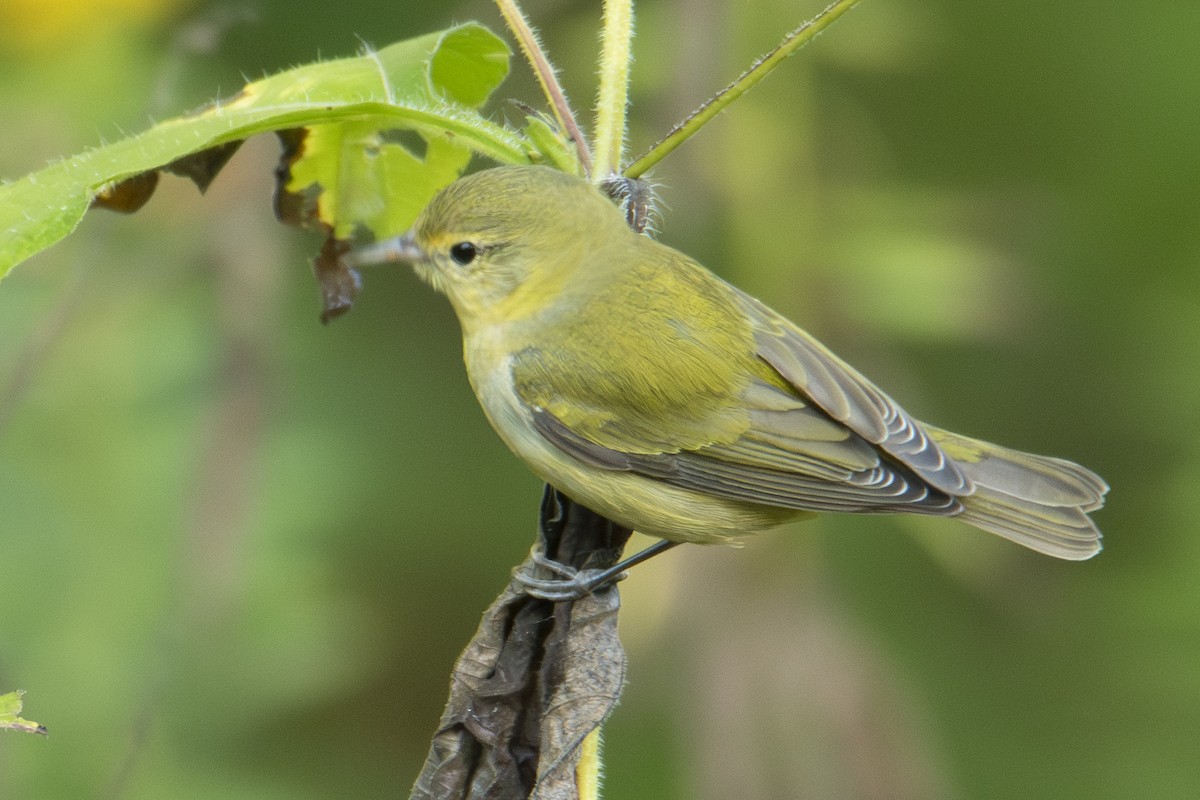 Tennessee Warbler - ML643494608
