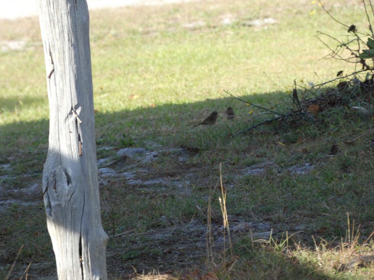 White-crowned Sparrow - ML643494610