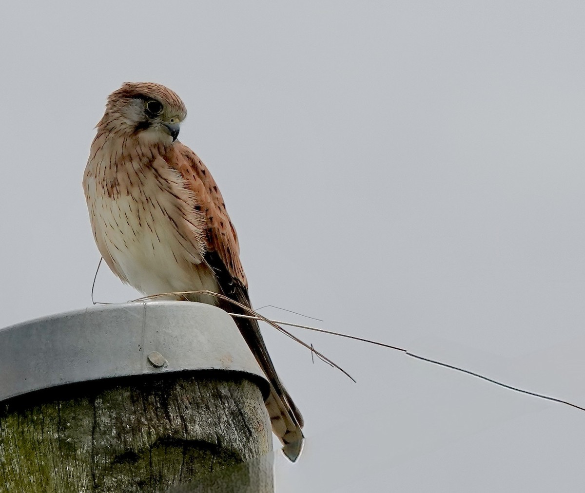 Nankeen Kestrel - ML643494623