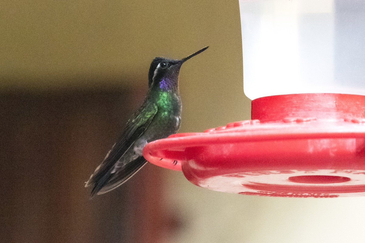 Purple-throated Mountain-gem - ML643494624