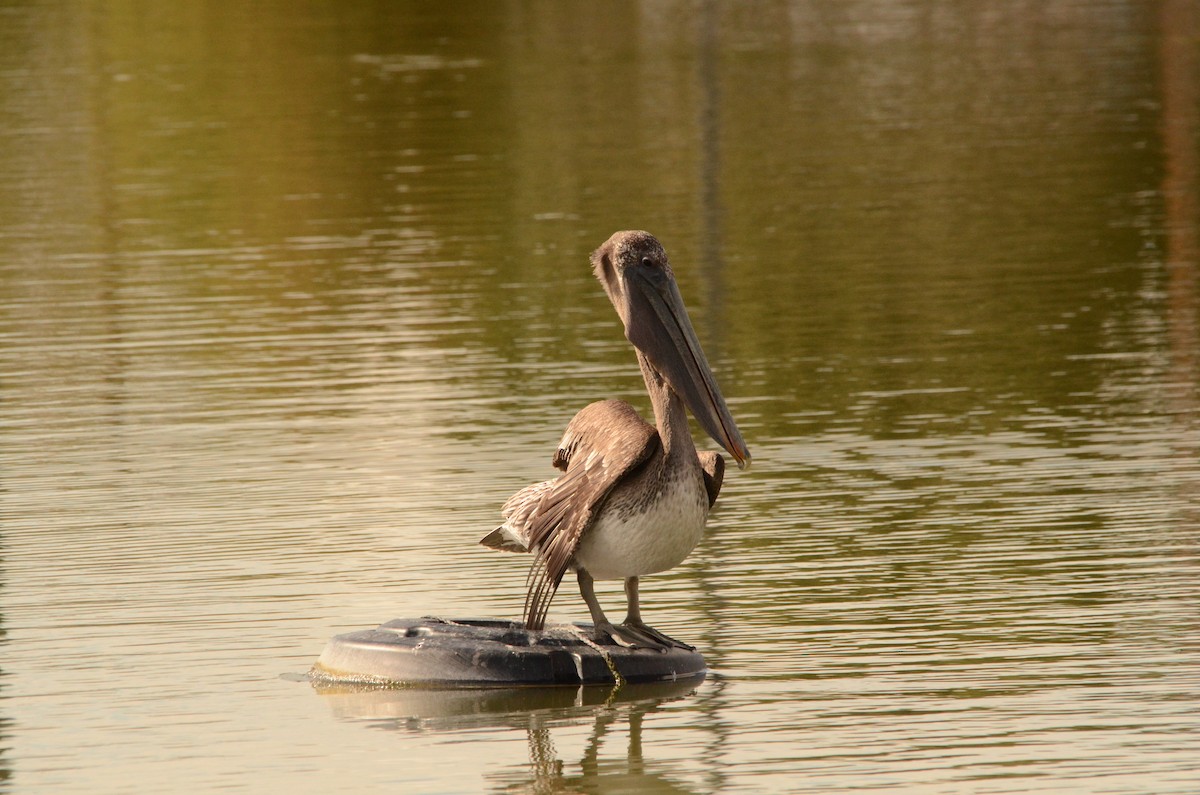 Braunpelikan - ML643494626