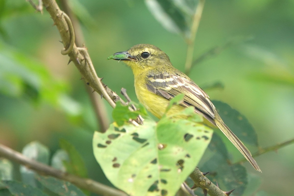 Yellow Tyrannulet - ML643494631