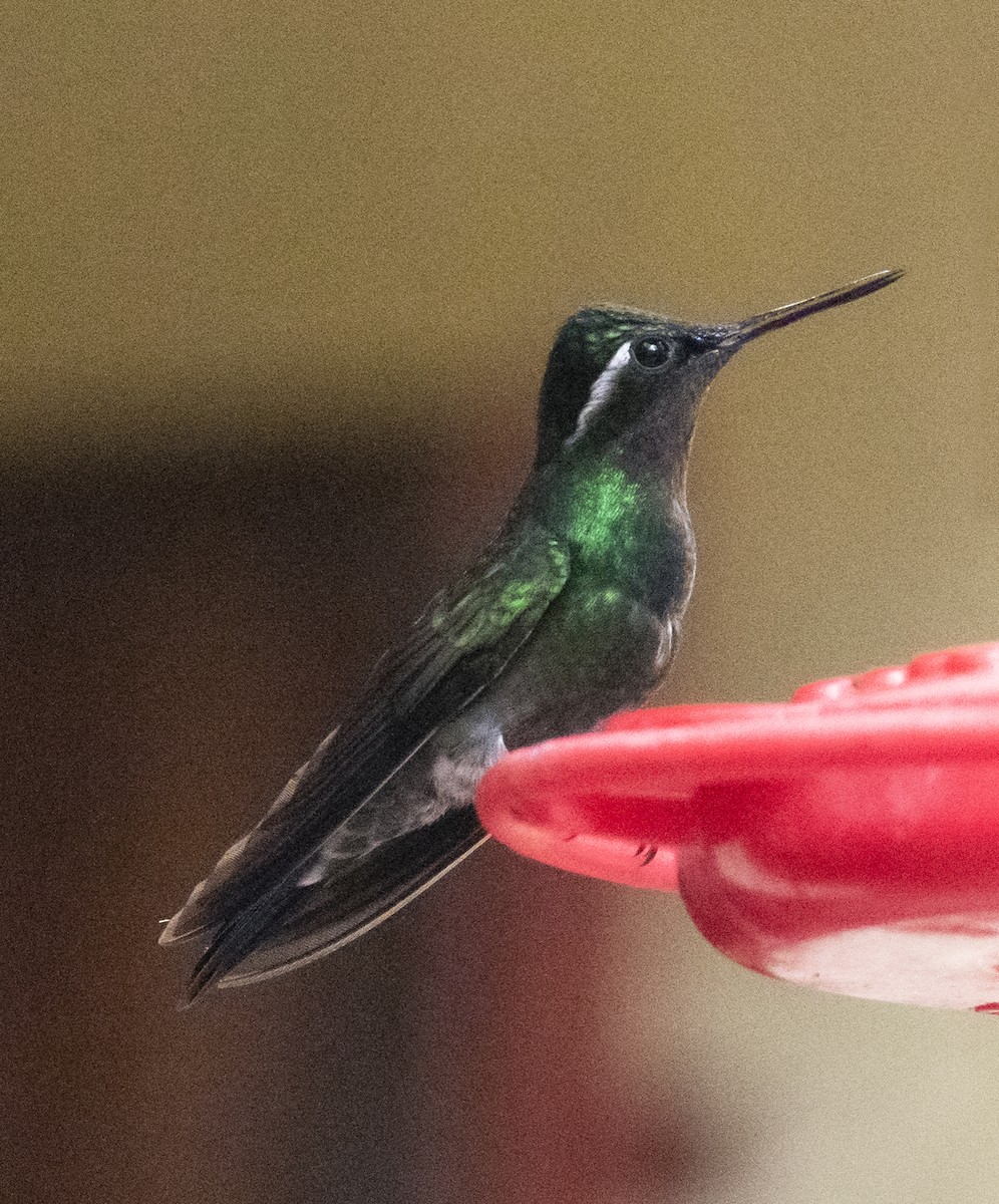Purple-throated Mountain-gem - ML643494641