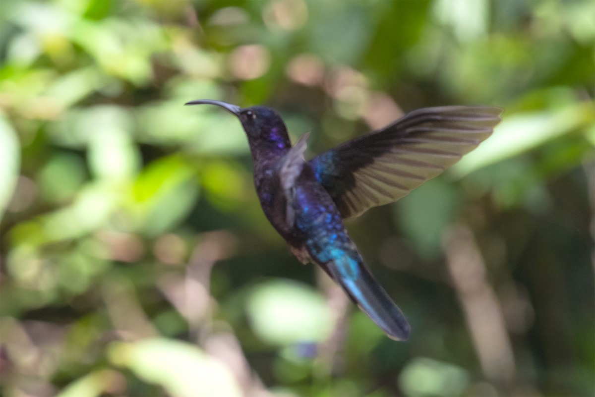 Colibrí Morado - ML643494649