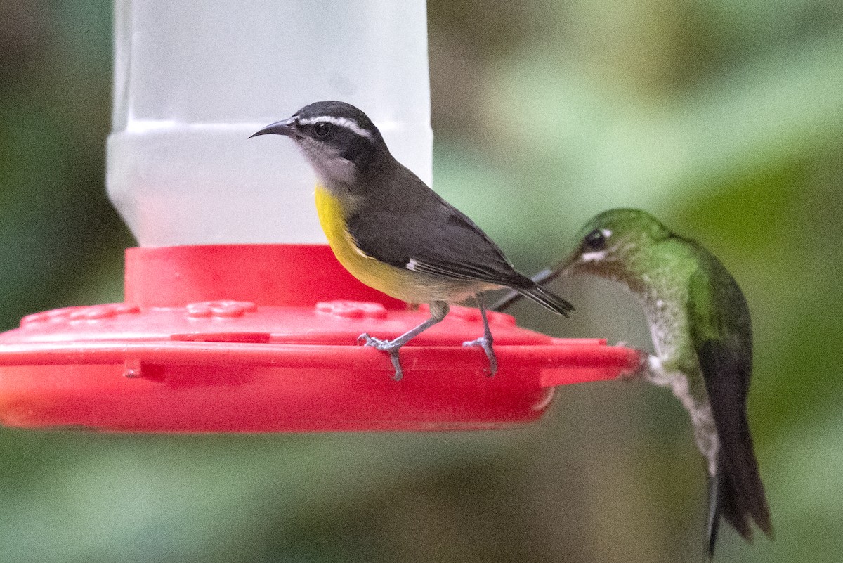 Bananaquit - ML643494660