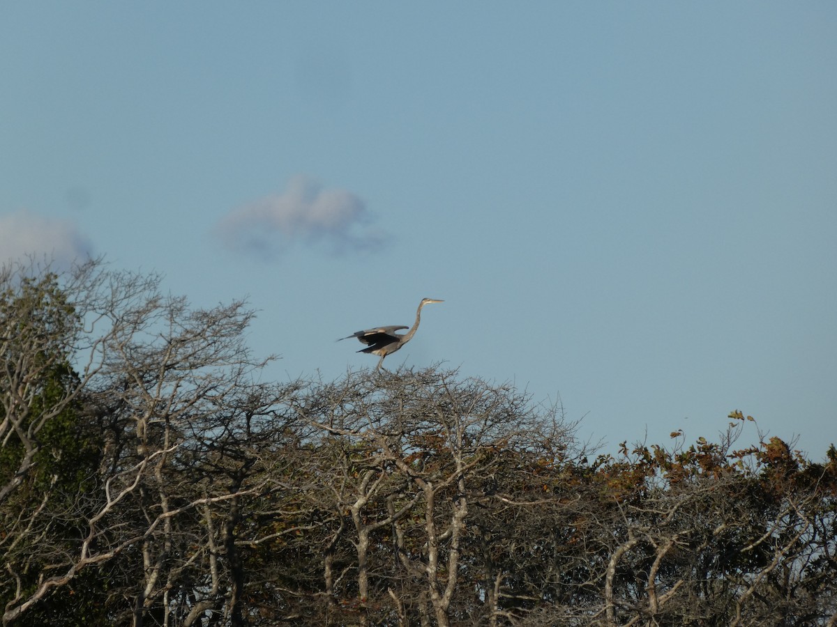 Great Blue Heron - ML643494670