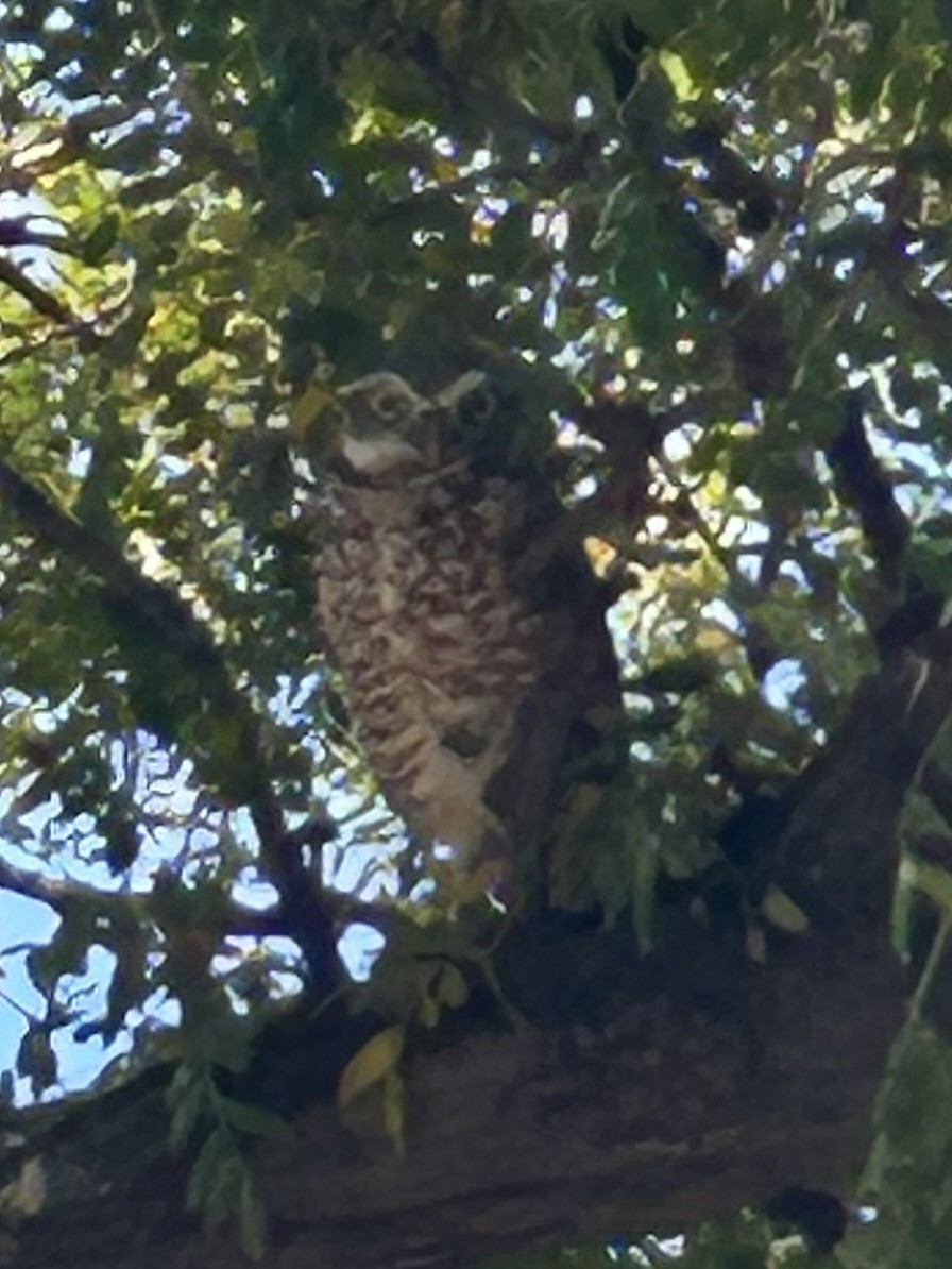 Burrowing Owl - ML643494672