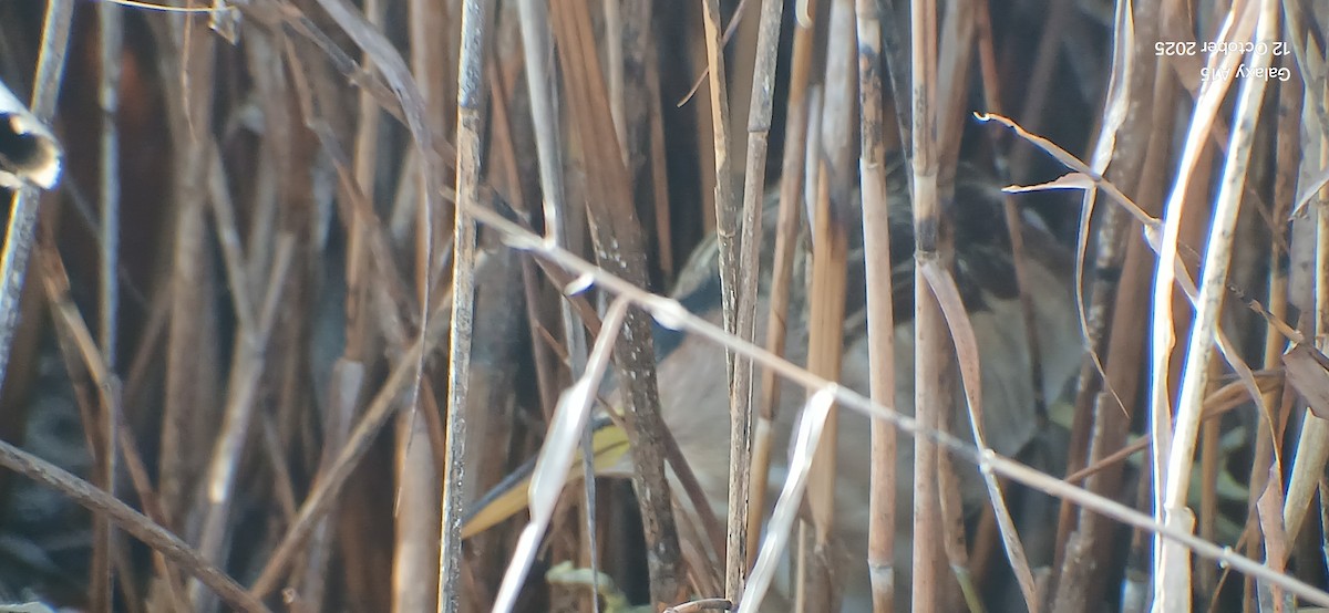 Little Bittern - ML643494683