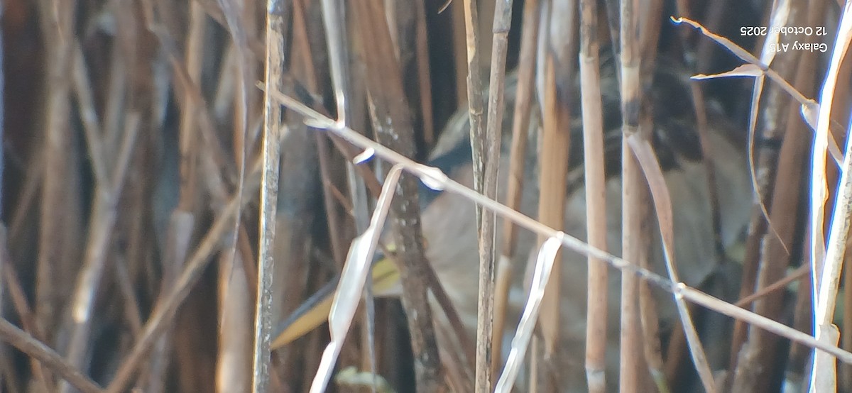 Little Bittern - ML643494684