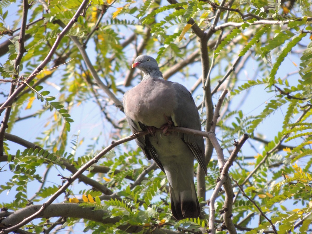 Colombaccio - ML643494708