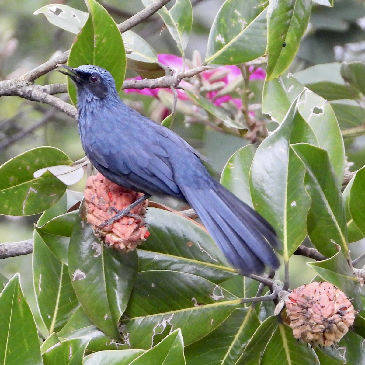 Blue Mockingbird - ML643494711