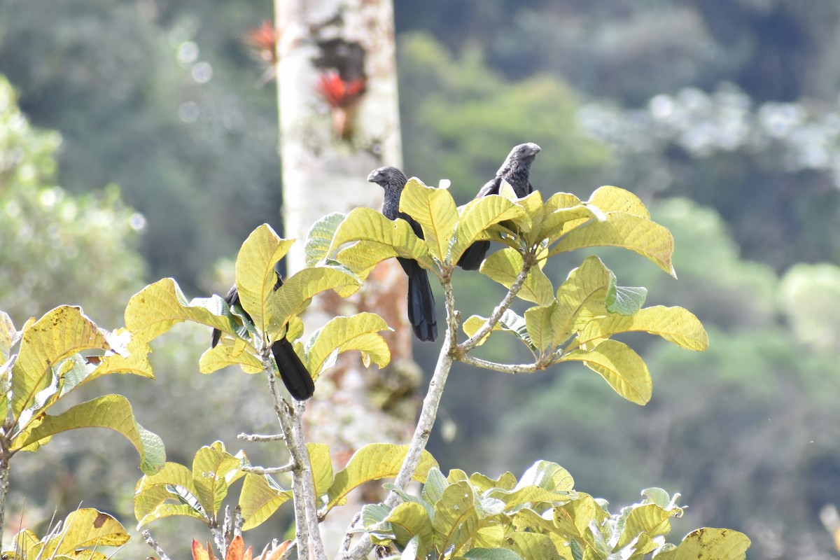 オオハシカッコウ - ML643494722