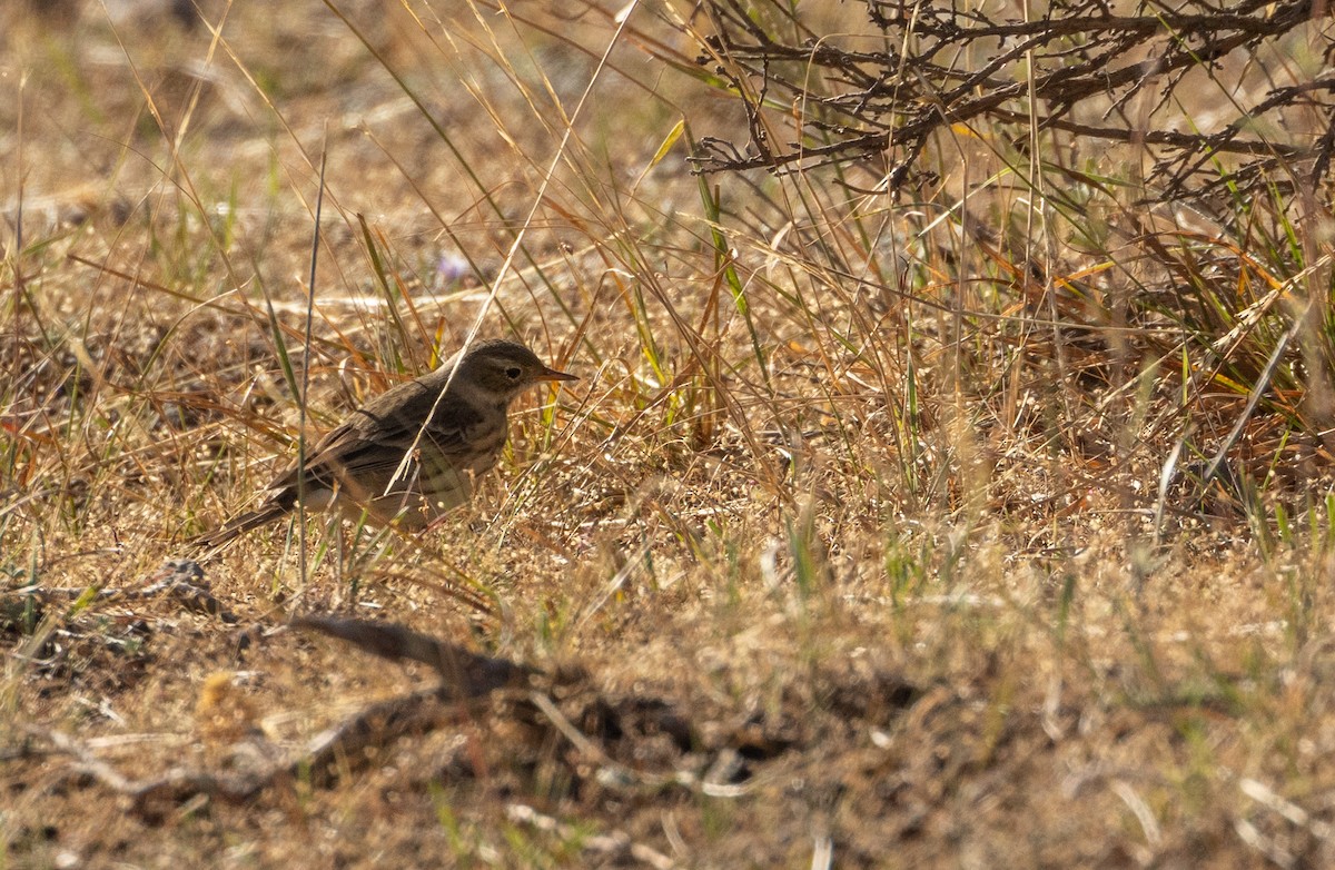 American Pipit - ML643494724