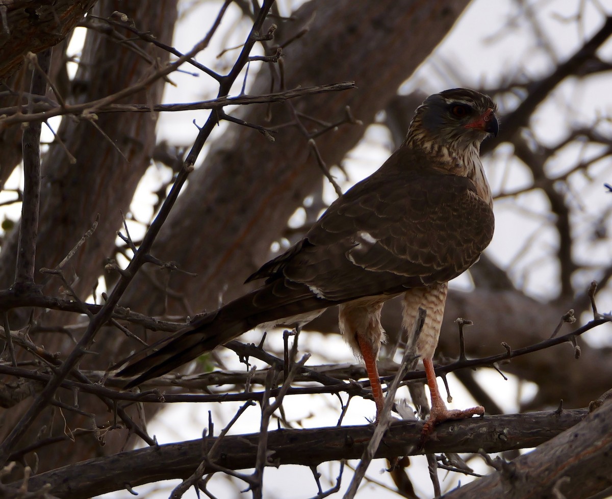 Gabar Goshawk - ML643494764