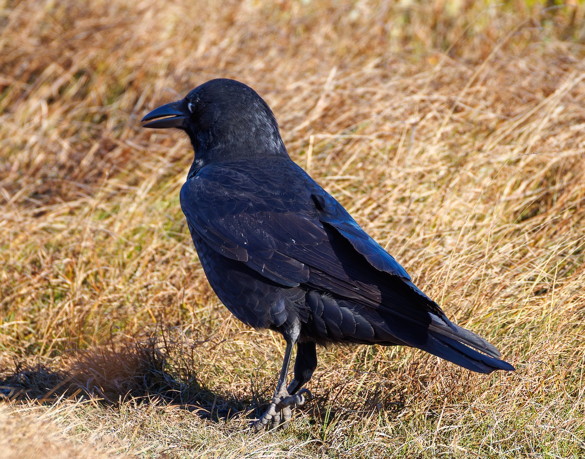 American Crow - ML643494776